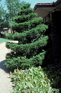 Taxus cuspidata 'Capitata'