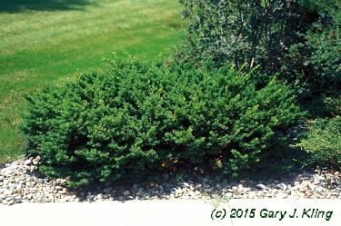 Taxus cuspidata 'Nana'
