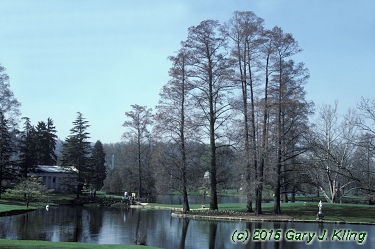 Taxodium distichum