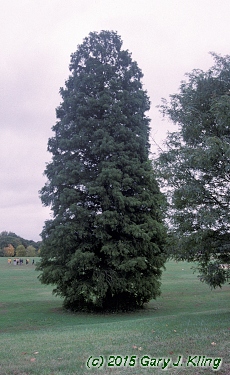 Taxodium distichum