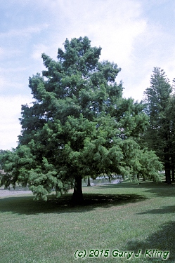 Taxodium distichum