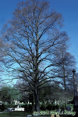Taxodium distichum