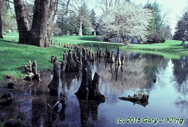 Taxodium distichum