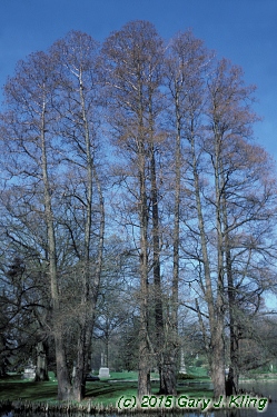 Taxodium distichum