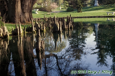 Taxodium distichum