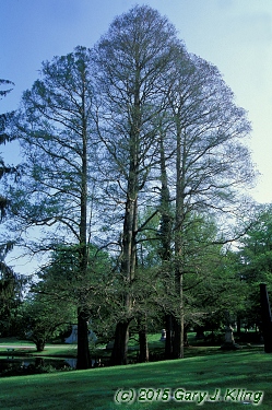 Taxodium distichum