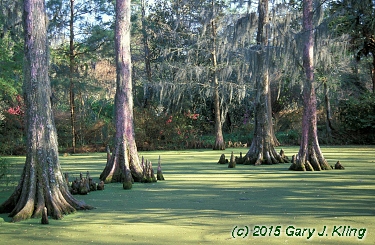 Taxodium distichum