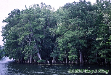 Taxodium distichum