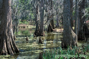Taxodium distichum