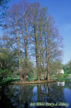 Taxodium distichum