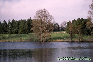 Taxodium distichum