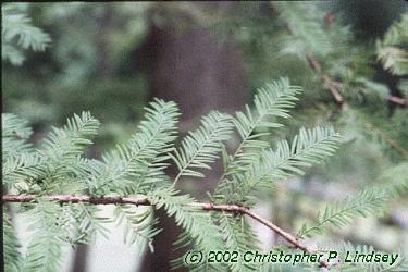 Taxodium distichum