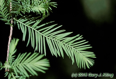 Taxodium distichum