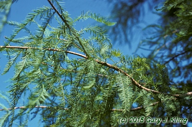 Taxodium distichum