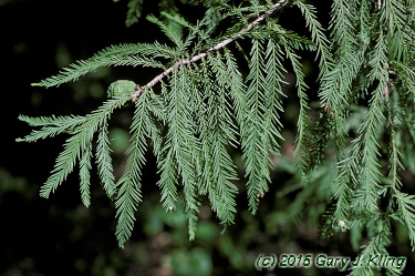 Taxodium distichum