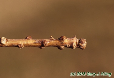 Taxodium distichum