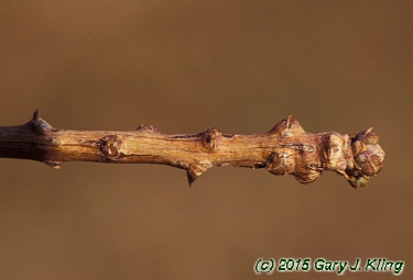Taxodium distichum