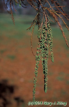 Taxodium distichum
