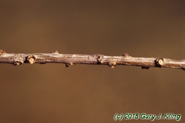 Taxodium distichum