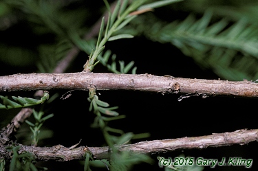 Taxodium distichum