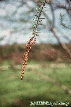 Taxodium distichum