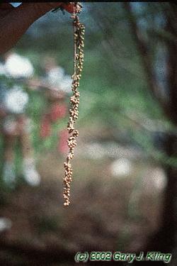 Taxodium distichum