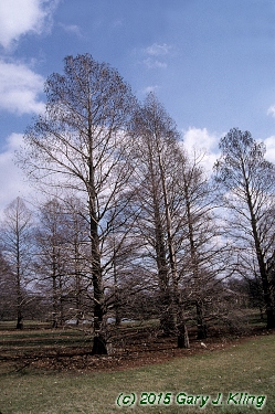 Taxodium distichum