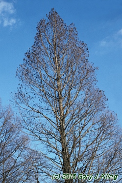 Taxodium distichum
