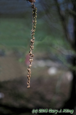 Taxodium distichum