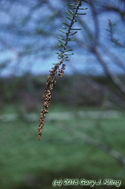 Taxodium distichum