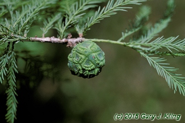 Taxodium distichum