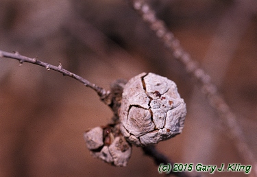 Taxodium distichum