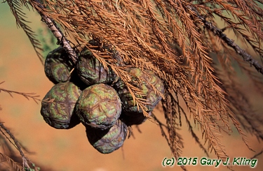 Taxodium distichum
