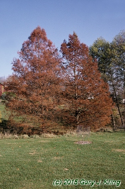 Taxodium distichum