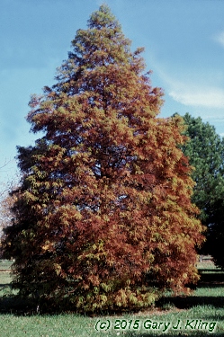 Taxodium distichum