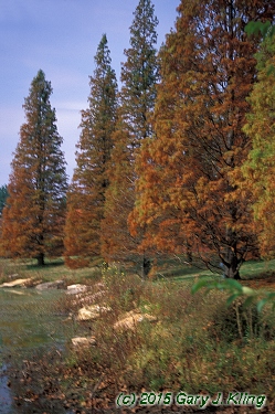 Taxodium distichum