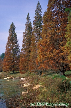 Taxodium distichum