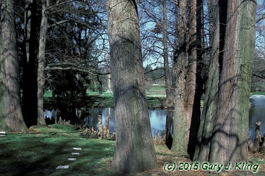 Taxodium distichum