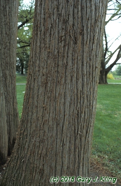 Taxodium distichum