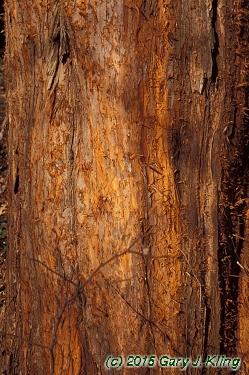 Taxodium distichum