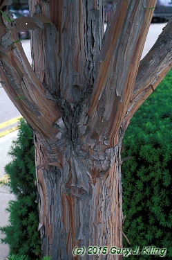 Taxodium distichum