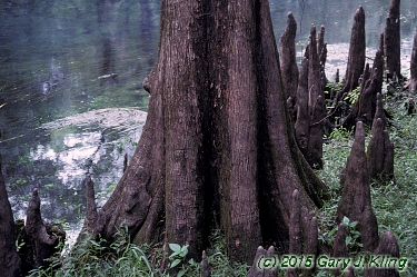 Taxodium distichum