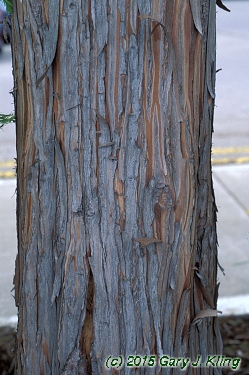 Taxodium distichum