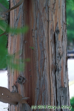 Taxodium distichum