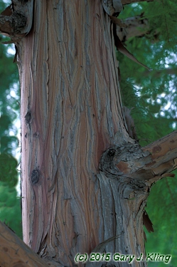 Taxodium distichum