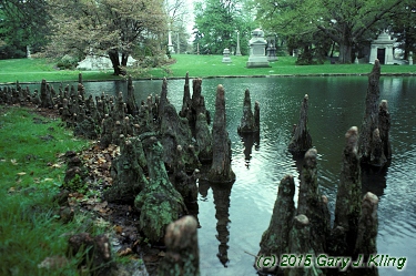 Taxodium distichum
