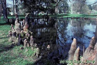 Taxodium distichum