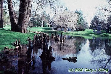 Taxodium distichum