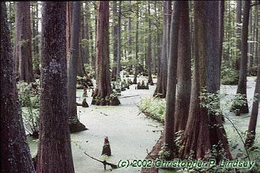 Taxodium distichum