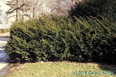 Taxus x media 'Brownii'